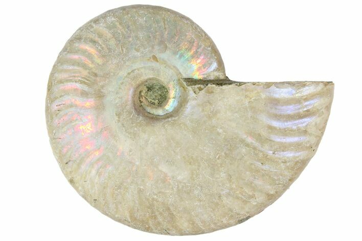 2 1/2" Silver Iridescent Ammonite Fossils - Photo 1